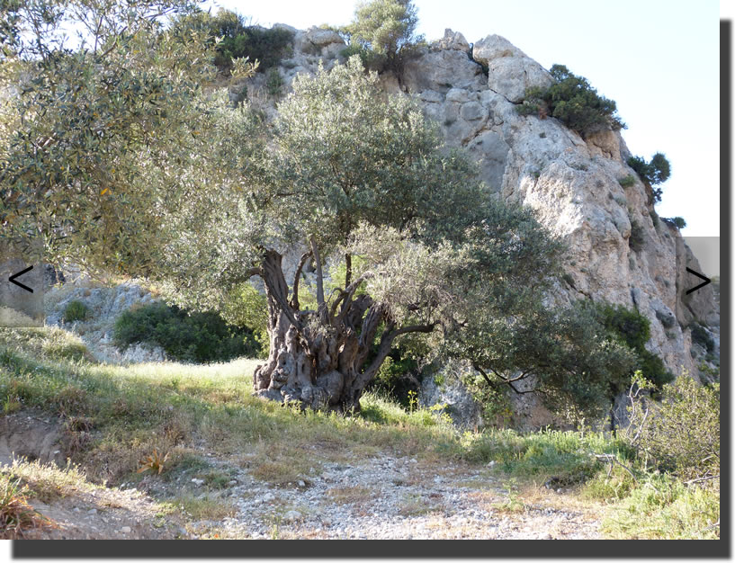 Anatololacerta pelasgiana